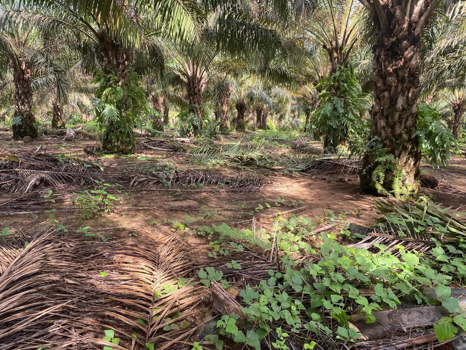 Formularios Digitales Caso cultivo de palma africana
